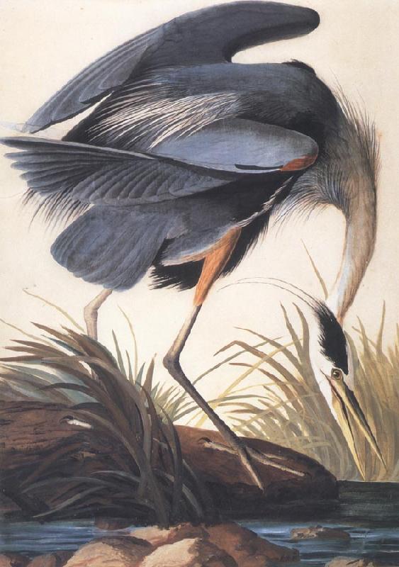 John James Audubon Great Blue Heron